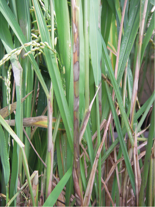 Sintomas de queima-da-bainha (Rhizoctonia solani) em arroz