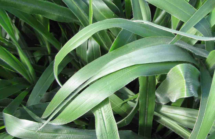 Urochloa melhora microbiota fúngica em solo degradado