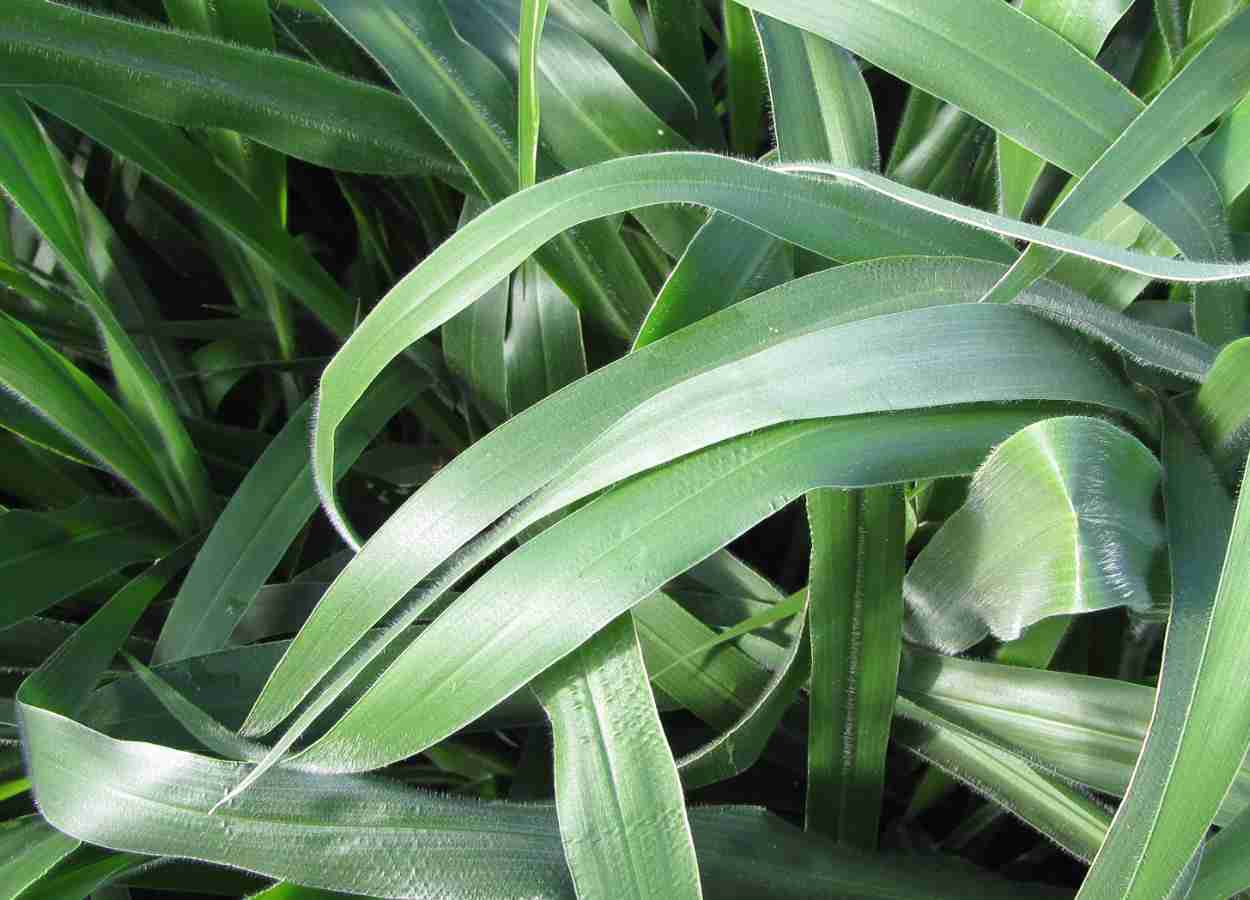 Urochloa melhora microbiota fúngica em solo degradado