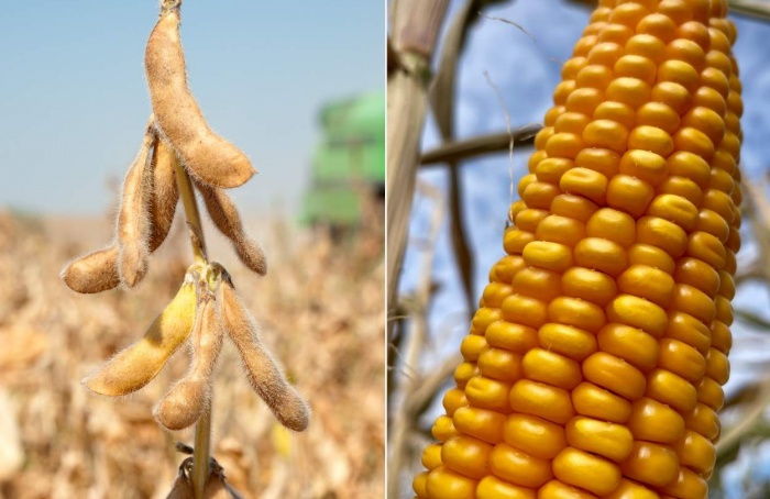 StoneX eleva estimativas para safra de soja e milho em 2025/26