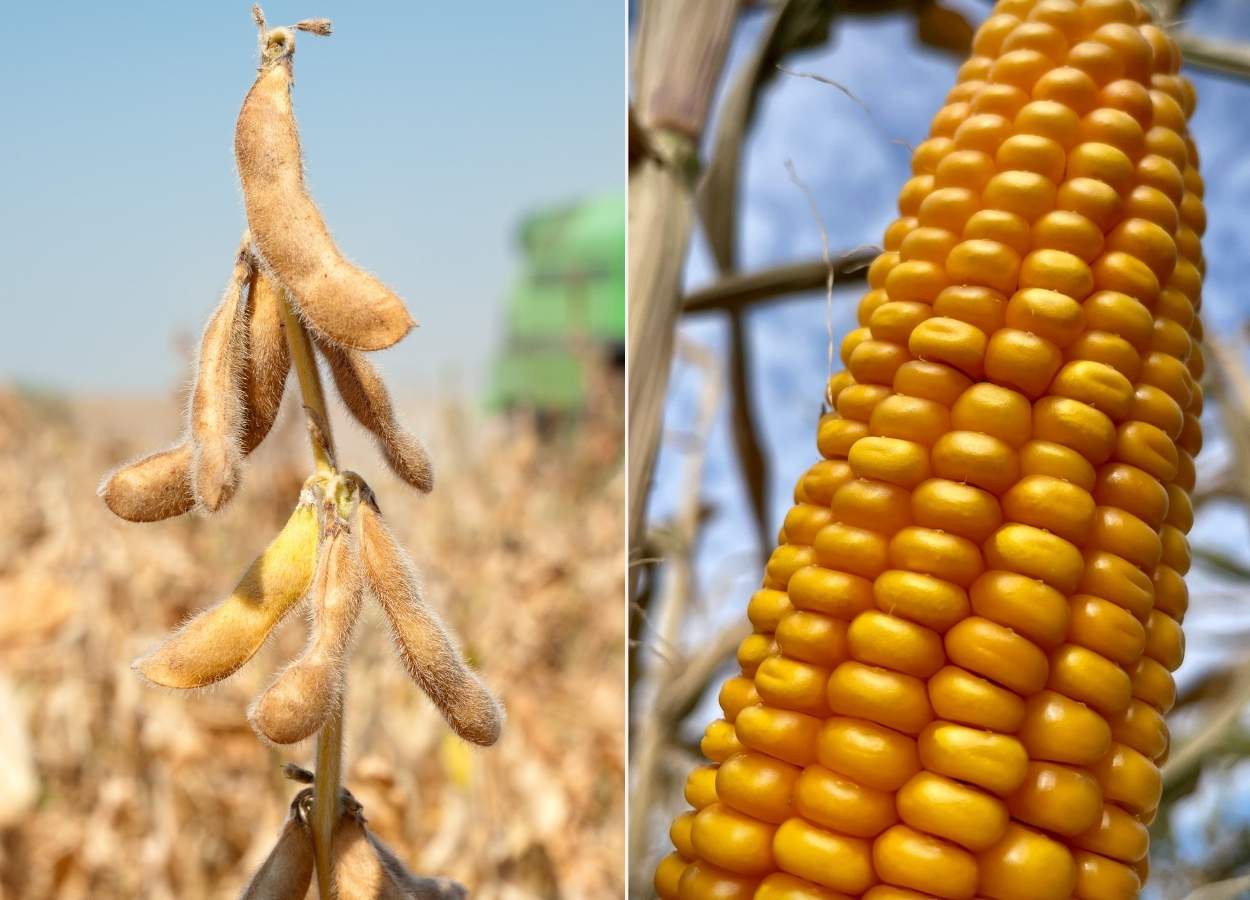 StoneX eleva estimativas para safra de soja e milho em 2025/26