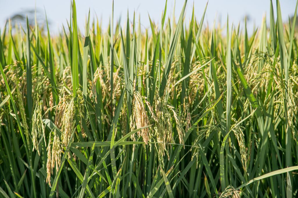 Conjuntura internacional e Mercosul fortalecem cotações do arroz no Brasil