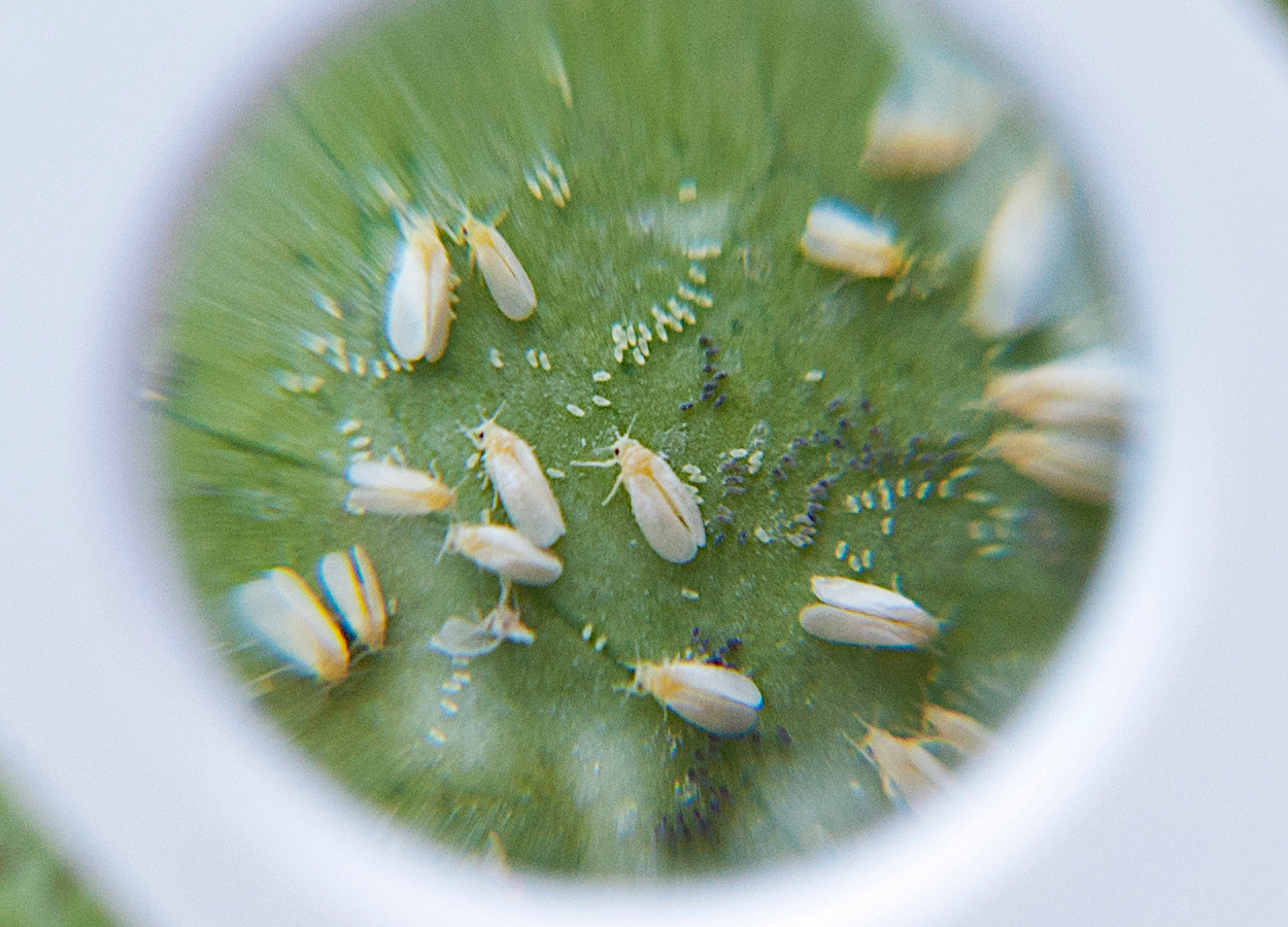Foto: Syngenta