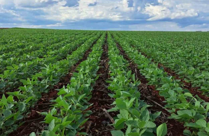 Mato Grosso do Sul tem 11 municípios mais ricos do agro nacional