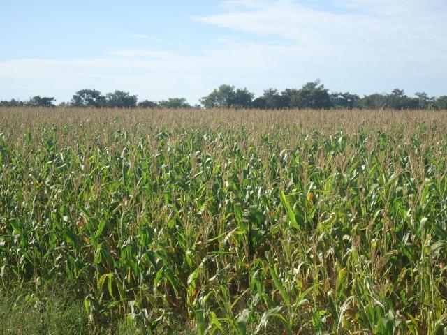 VBP da Agropecuária de 2019 é atualizado para R$ 609,5 bilhões