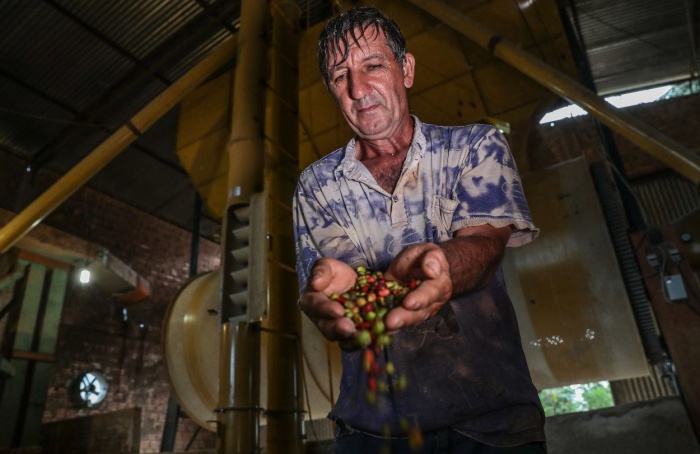 Mato Grosso avança no ranking nacional de produção de café
