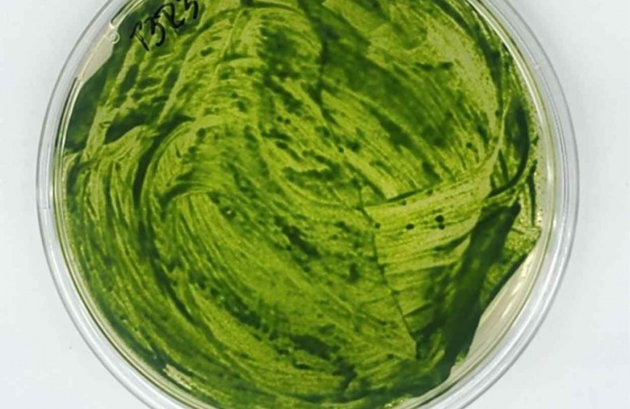 Algas como insumos biológicos na agricultura