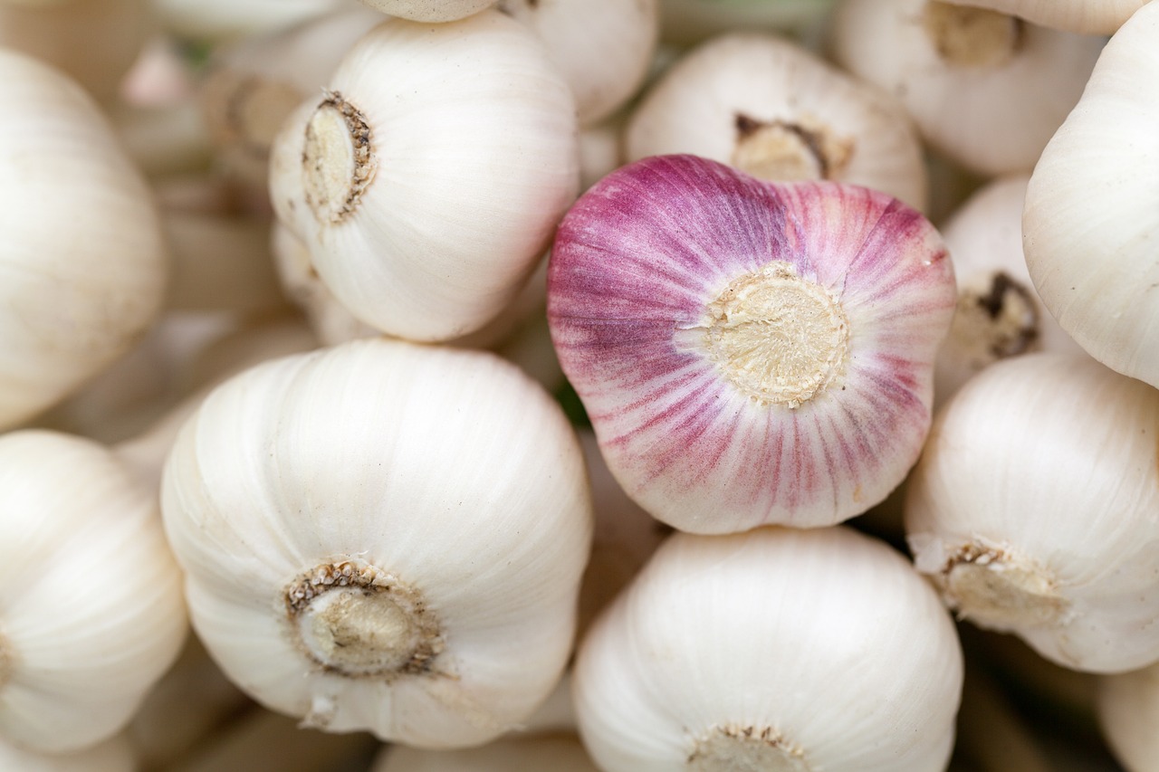 Virus-free garlic seed revolutionizes production in Brazil