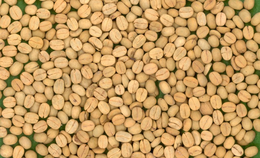 Epamig prepara sementes de café para comercialização