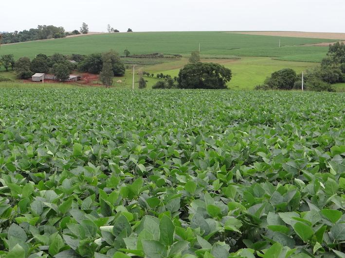 Culturas de verão são beneficiadas pelo clima no RS