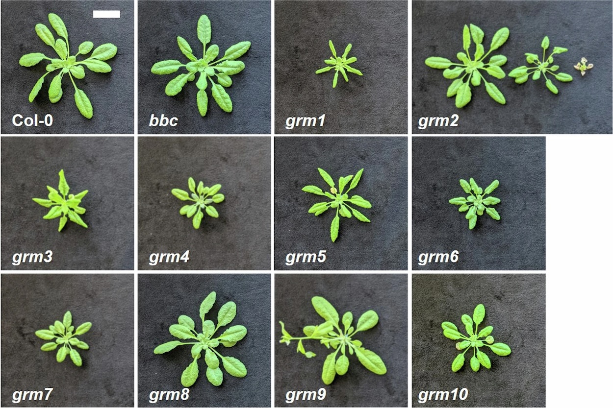 Mutantes isolados da triagem genética <i>bbc</i>. Imagens de plantas de mutantes <i>grm</i> cultivados no solo com 4 semanas de idade; a barra de escala indica 2 cm. Todos os fenótipos mutantes <i>grm</i> foram herdados como características recessivas, com exceção de <i>grm2</i>. Os fenótipos <i>grm2</i> foram herdados como característica semidominante; com base na proporção de segregação 1:2:1, o painel de imagens mutantes <i>grm2</i> contém plantas semelhantes a <i>bbc</i> (esquerda), heterozigotas (meio) e homozigotas (direita).