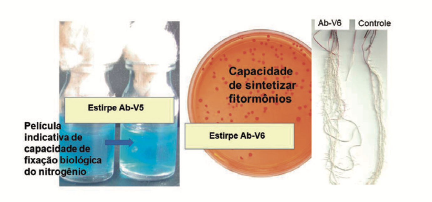 Estirpes de <i>Azospirillum brasilense</i> Ab-V5 e Ab-V6 promotoras do crescimento de plantas