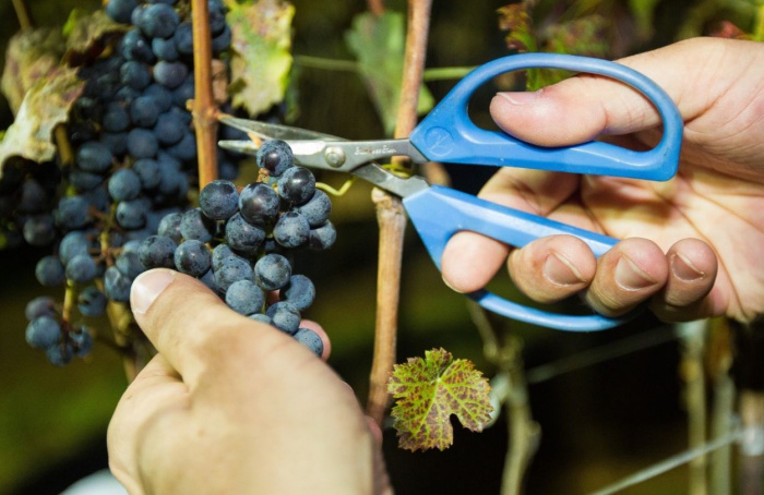 Vitivinicultura de inverno avança em novas regiões do Brasil