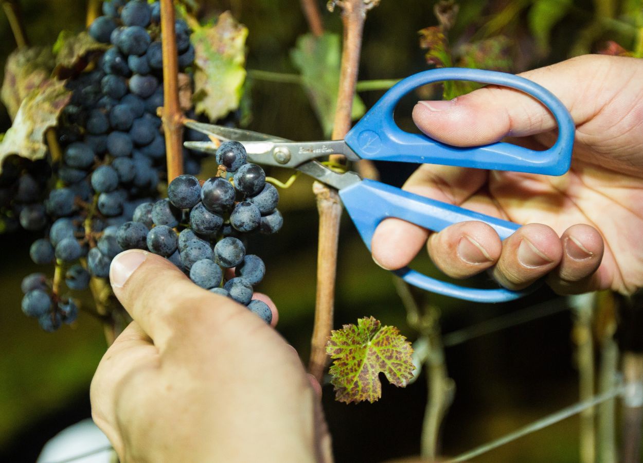 Vitivinicultura de inverno avança em novas regiões do Brasil