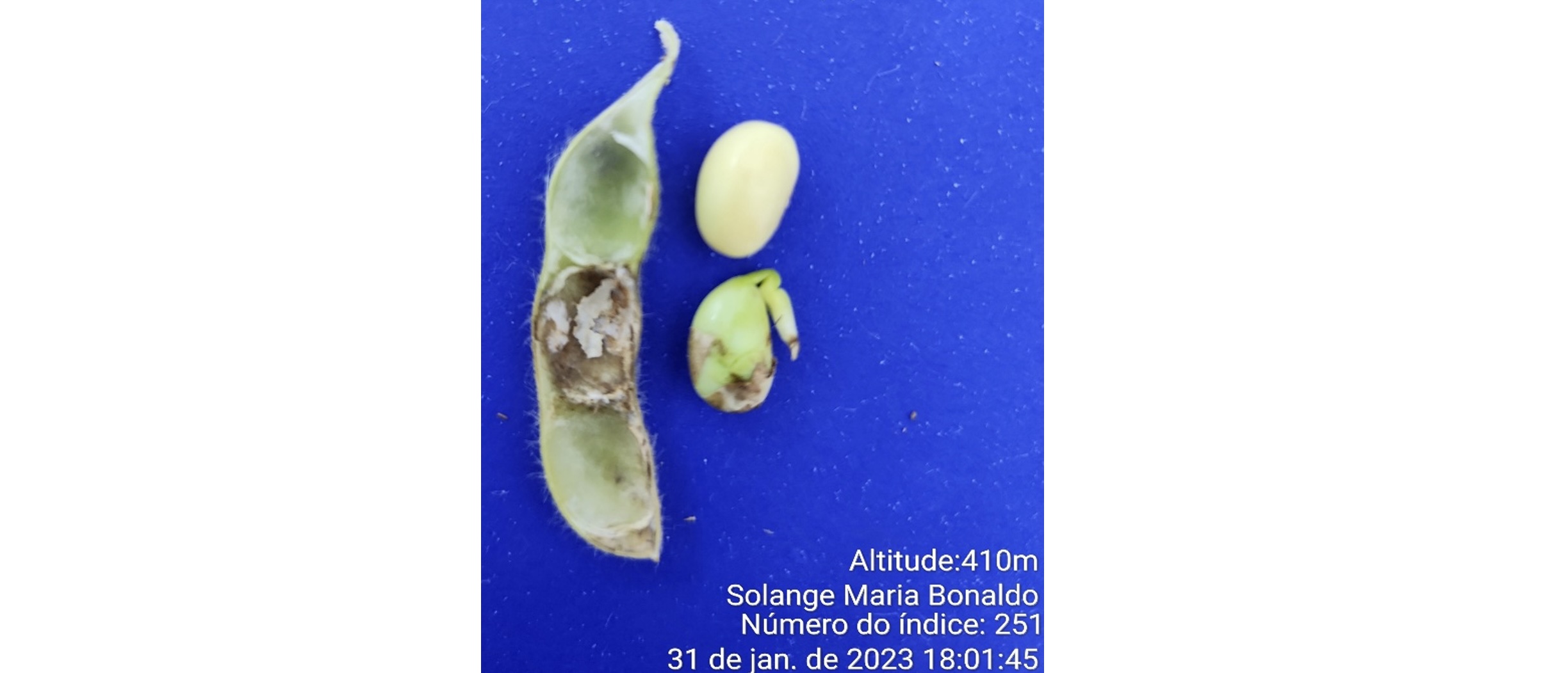 <b>Figura 2 -</b>&nbsp;Distribuição das vagens sintomáticas de “anomalia” no dossel da planta e na vagem (Fonte: BONALDO, 2023).