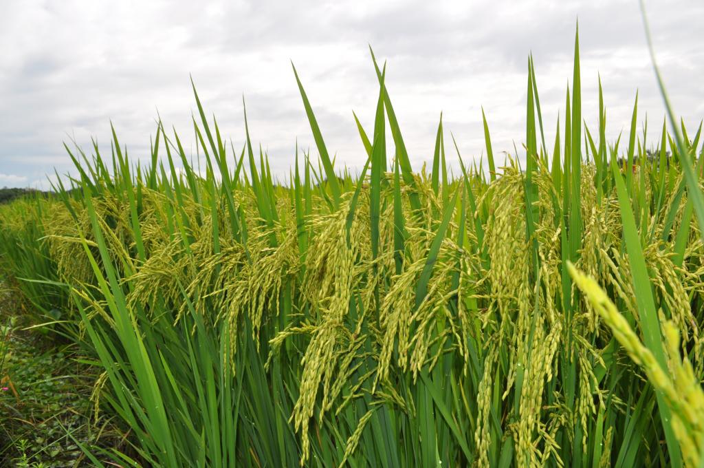 ​Demanda por leilões públicos de arroz é considerada baixa