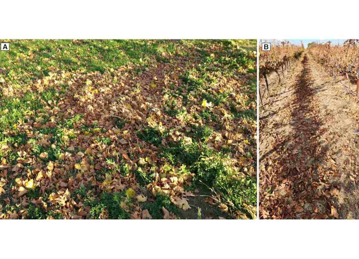 Pesquisa nos EUA detalha perdas de nutrientes em vinhedos