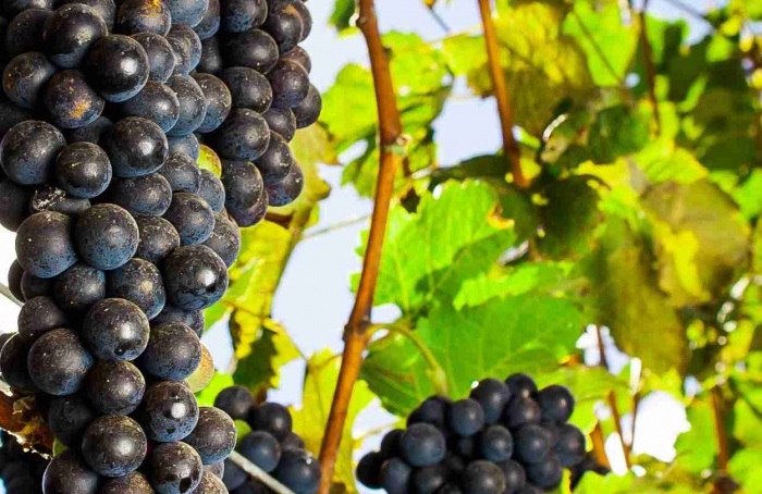 Calor redefine estratégia econômica para uvas viníferas