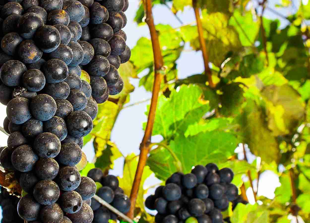 Calor redefine estratégia econômica para uvas viníferas