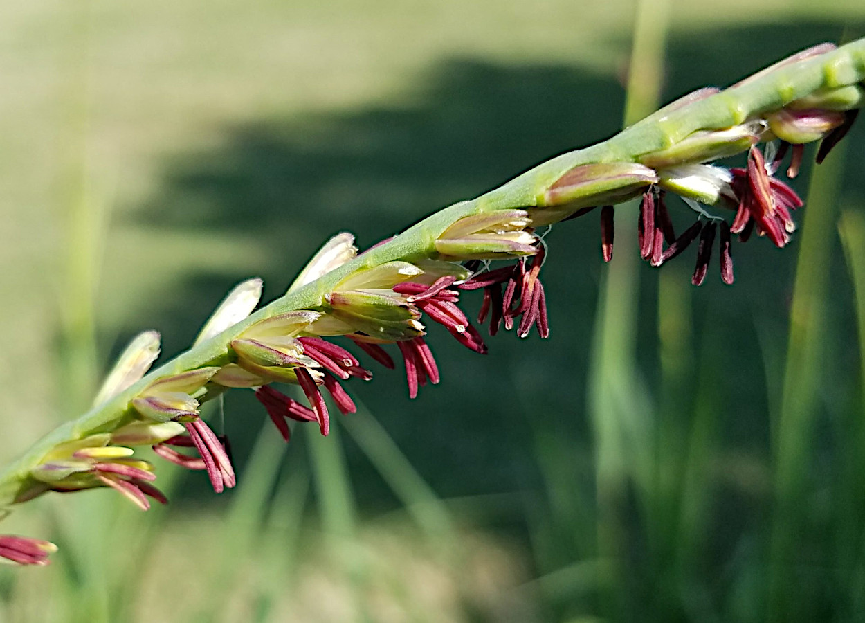 <i>Tripsacum dactyloides</i> - Foto: Rebekah D Wallace, University of Georgia