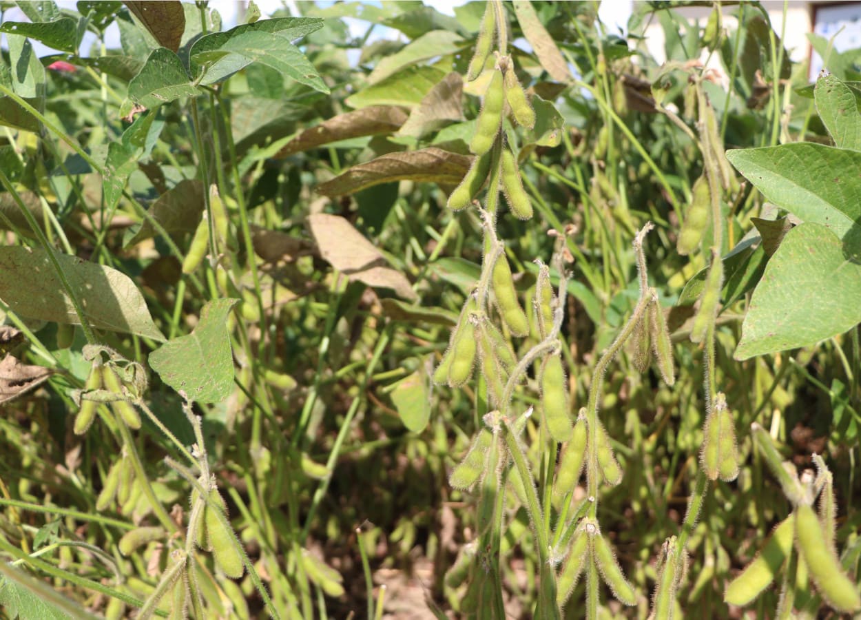 Cosecha RS 2024/25: lluvias irregulares afectan productividad