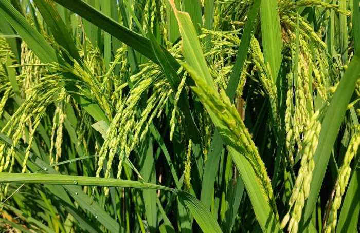 Dia de Campo do Irga-RS será nesta quinta (29)