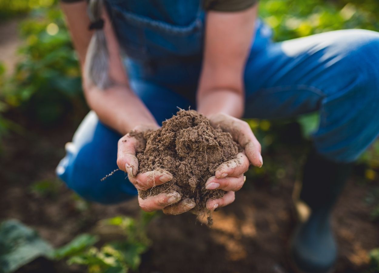 Agricultura regenerativa avança no Brasil, mas carece de mercado