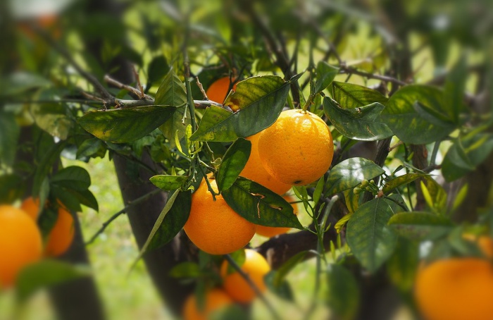 Condições climáticas variadas impactam produção de frutas no Rio Grande do Sul