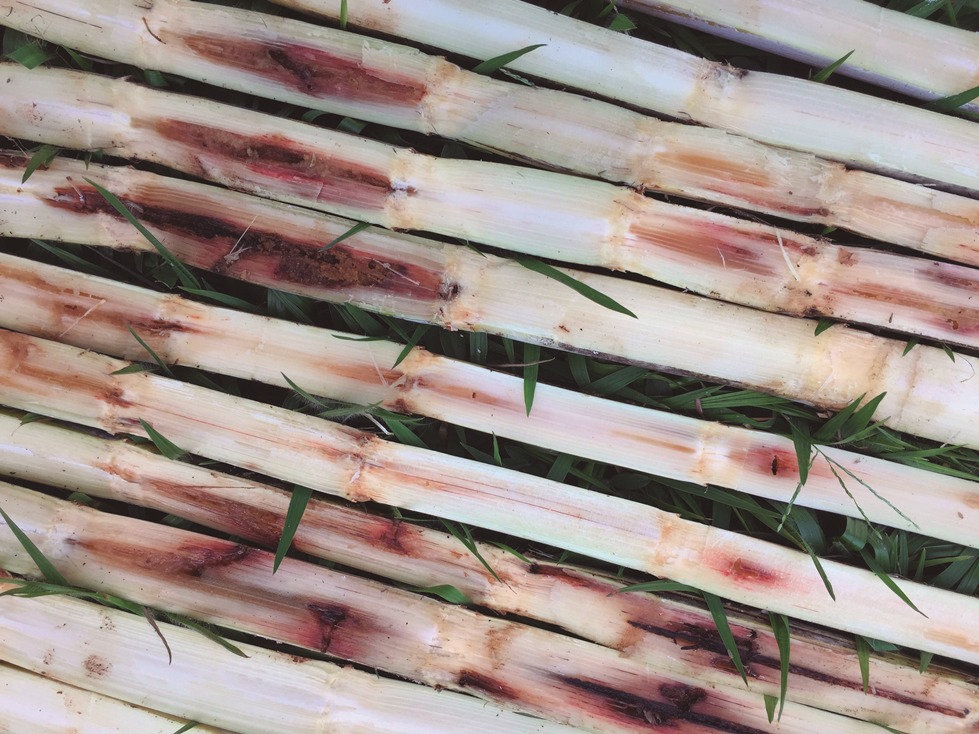 Através de orifícios e galerias, penetram fungos que causam a podridão vermelhado colmo