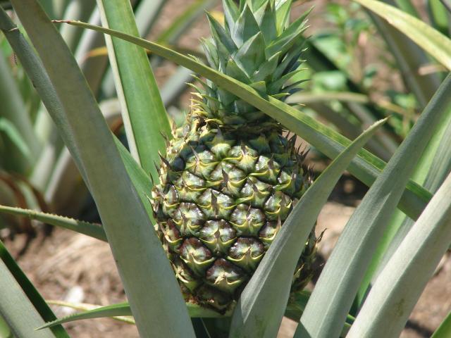 Agrotins 2016 traz tecnologias da mandioca e fruticultura