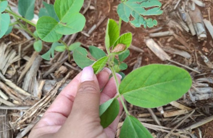 Monitoramento auxilia no controle de caramujos e lesmas na soja