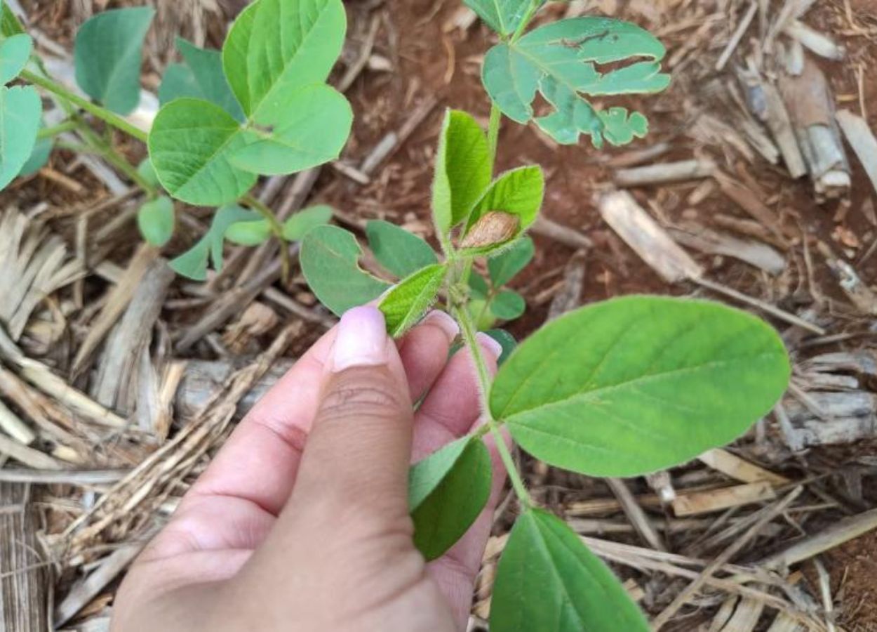 Moluscos foram identificados em lavouras de diversas regiões de Mato Grosso do Sul