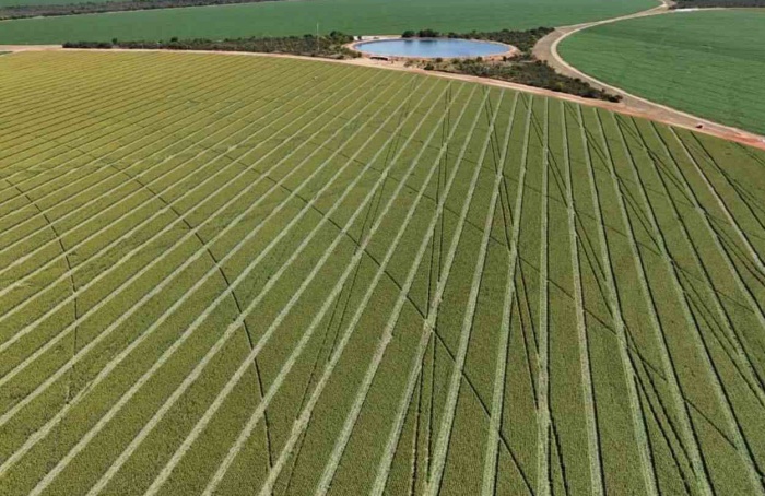Estatística é pilar para o posicionamento seguro de cultivares