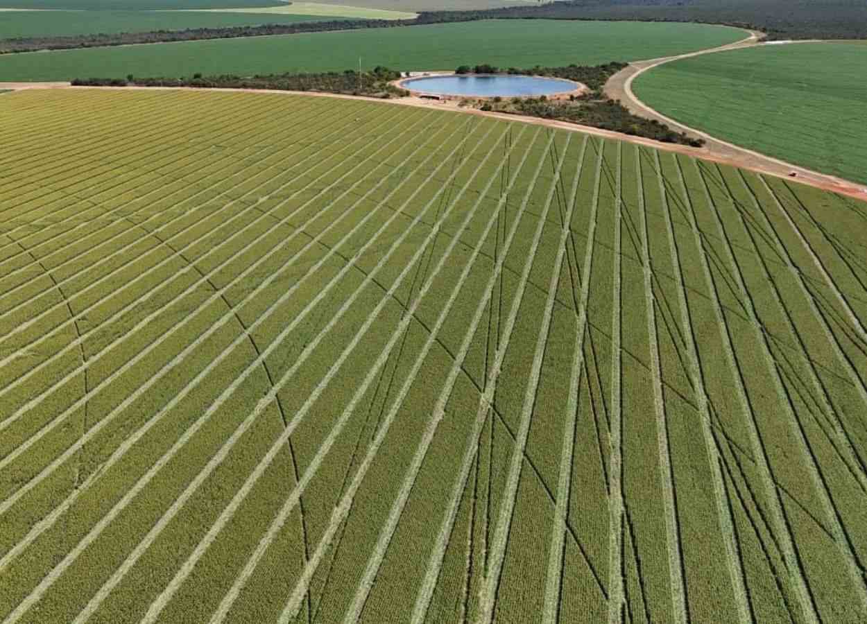 Estatística é pilar para o posicionamento seguro de cultivares