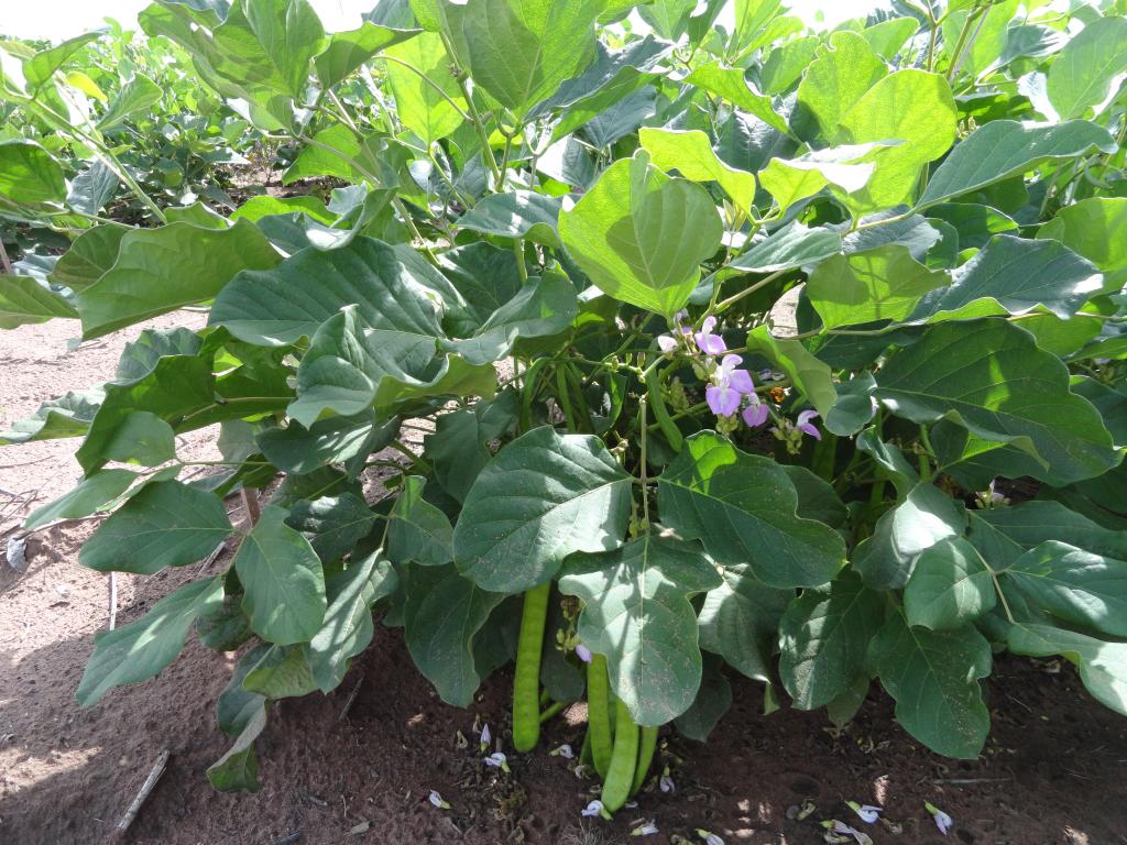 Plantio intercalar de feijão-de-porco com culturas perenes auxilia o controle de plantas daninhas e pragas