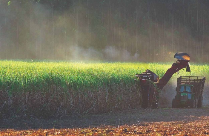 Moagem de cana cai 21% na primeira quinzena de junho