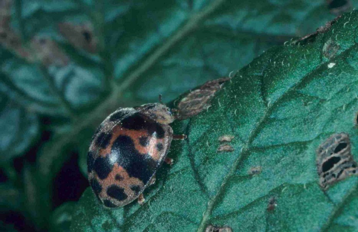 Besouro amplia transmissão do ToBRFV entre solanáceas