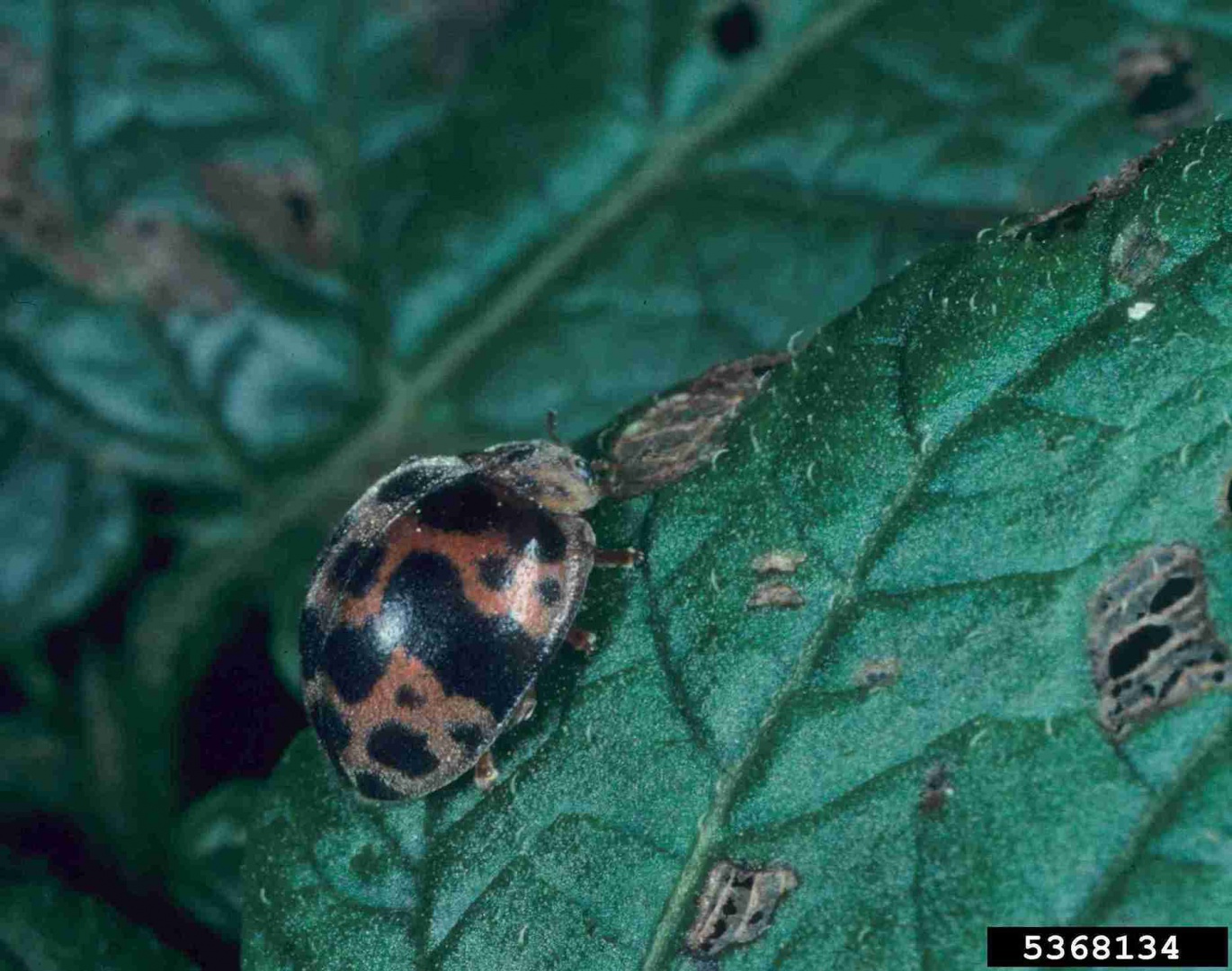 Besouro amplia transmissão do ToBRFV entre solanáceas