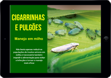 Cigarrinhas e Pulgões no milho
