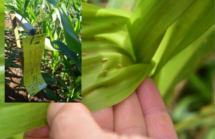 SC registra alta infectividade de cigarrinhas-do-milho