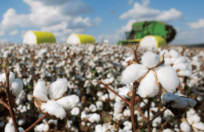 Produção goiana de algodão deve aumentar 4,7% no ciclo 2023-24