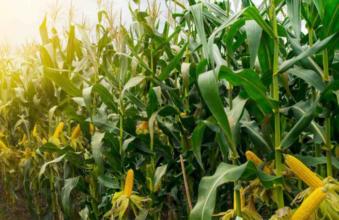 Climatic conditions favor the development of 2nd harvest corn