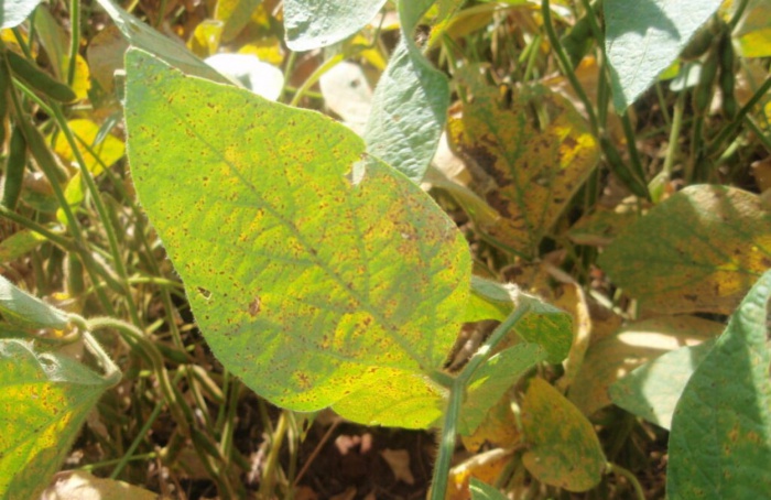 Defesa Agropecuária de Goiás anuncia novas medidas para prevenção e controle da ferrugem-asiática da soja