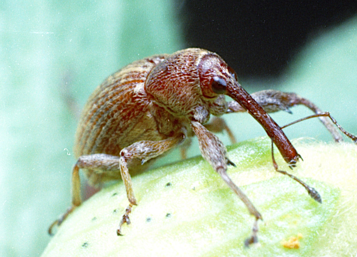 Foto:&nbsp;Clemson University