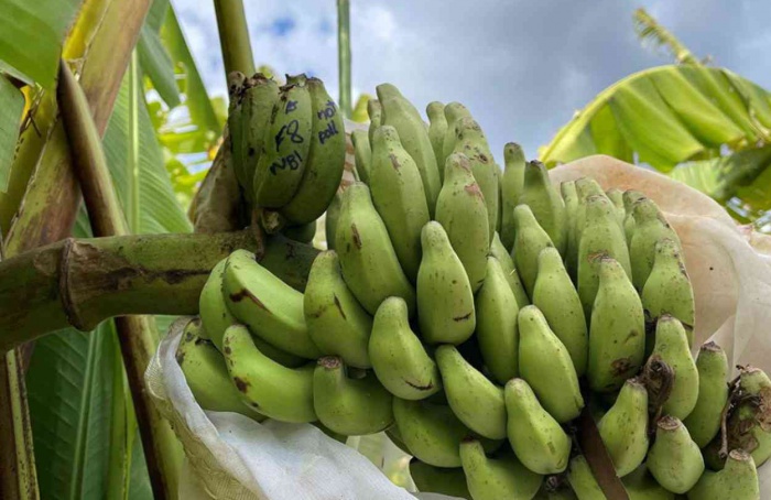 Estudo mapeia resistência à murcha de Fusarium em banana silvestre
