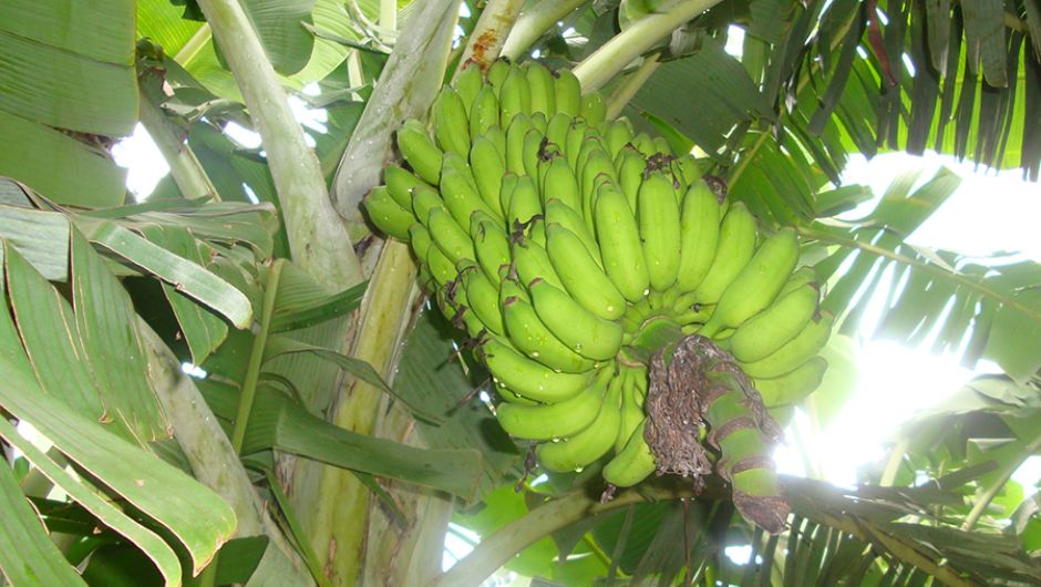 Banana BRS Princesa, da Embrapa, resistente à murcha de Fusarium R4T; foto: Edson Amorim