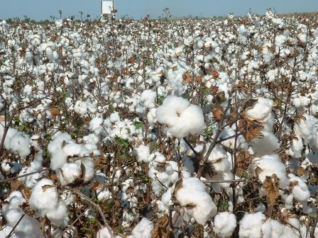 Brasil apresenta a parceiros africanos resultados de cooperação no setor algodoeiro