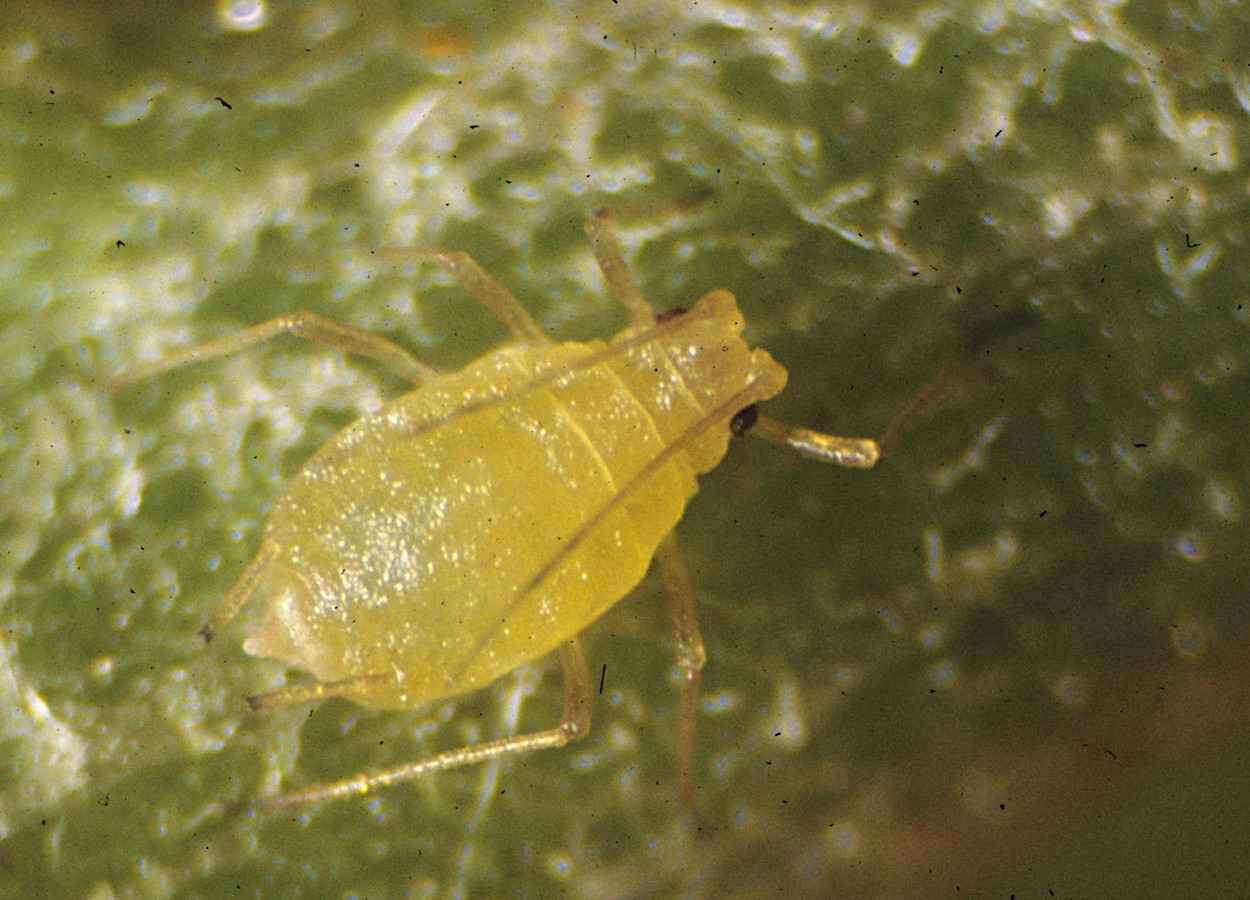 Microrganismo muda comportamento de Myzus persicae