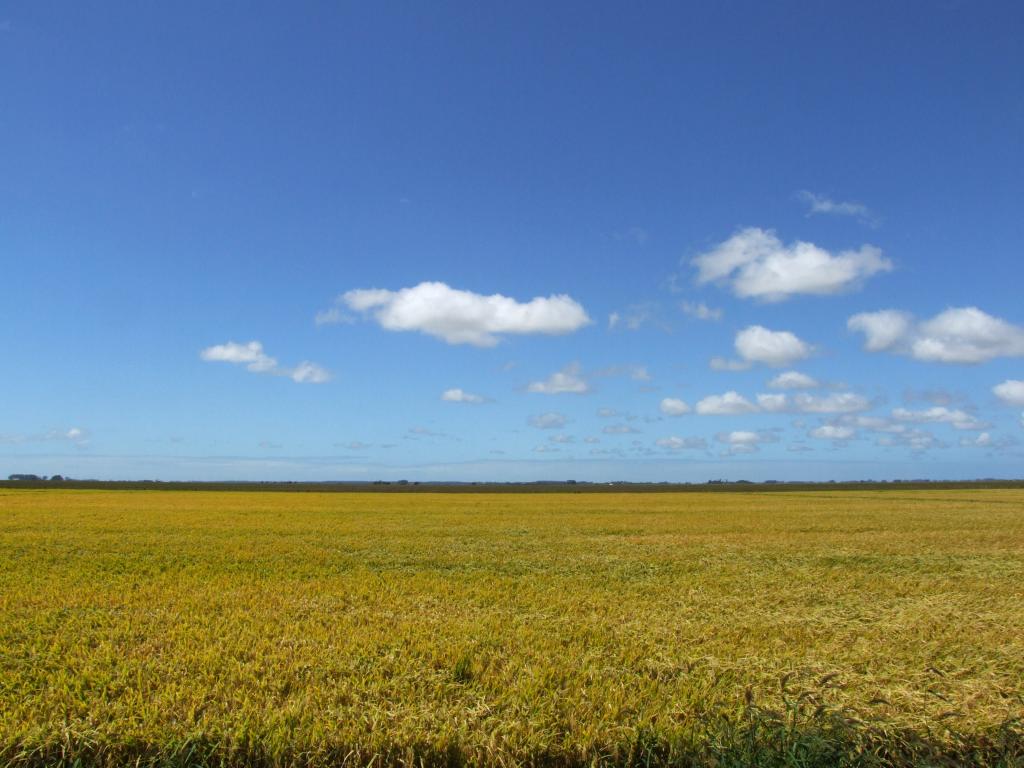 ​Desempenho das sementes RiceTec embala nova campanha de vendas