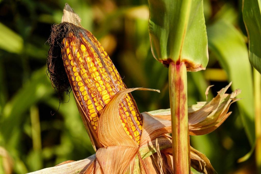 Colheita do milho começa no Mato Grosso